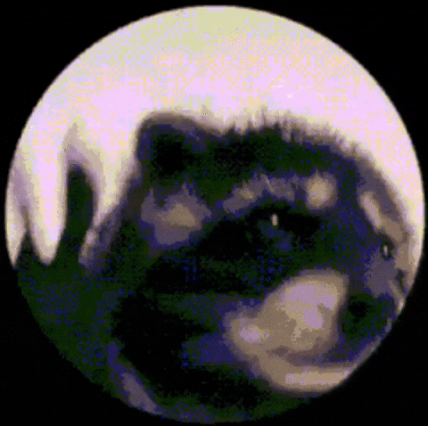 Gif animado de agradecimiento